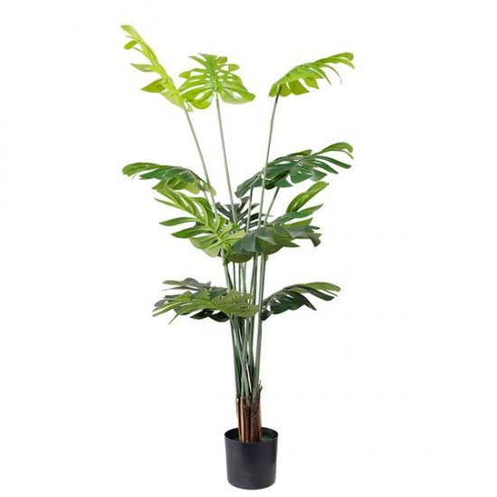 MONSTERA  NP6314_155_22   ΥΨΟΣ 155cm 