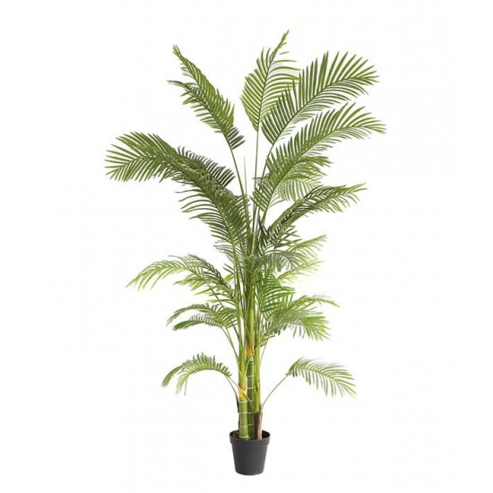 PALM TREE  NP5500_240_22 ΥΨΟΣ 240cm 