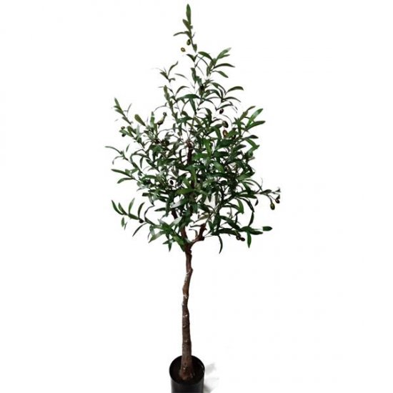 OLIVE TREE NP4817_160_22   ΥΨΟΣ 160cm 