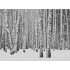 Ταπετσαρία τοίχου The Wall 371x280cm