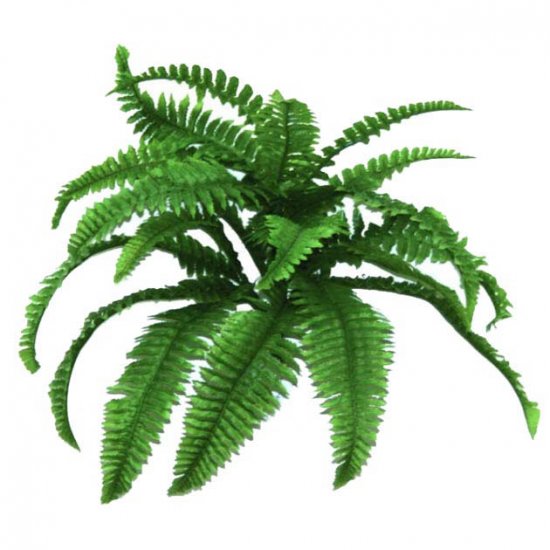 ΡΙΖΑ ΦΤΕΡΗ ΜΙΚΡΗ 65xY40cm. 12/72ΚΙΒ ΡΙΖΑ ΦΤΕΡΗ ΜΙΚΡΗ 65xY40cm. 12/72ΚΙΒ