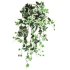 ΡΙΖΑ ΚΡEΜΑΣΤΗ ΚΙΣΣΟΣ ΔΙΧΡΩΜΟΣ (138 ΦΥΛΛΑ) Y90cm.12