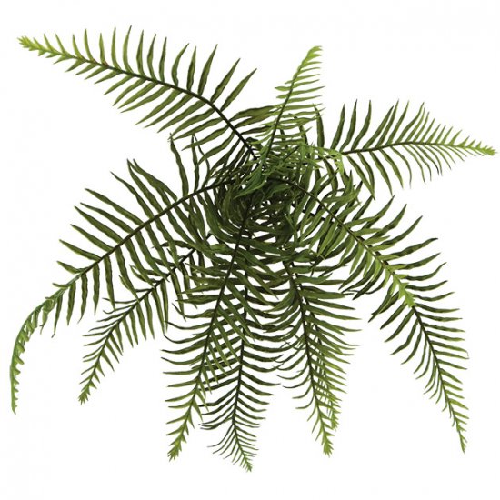 ΡΙΖΑ ΚΡΕΜΑΣΤΗ ΦΤΕΡΗ Φ60xY35cm 48/288KIB ΡΙΖΑ ΚΡΕΜΑΣΤΗ ΦΤΕΡΗ Φ60xY35cm 48/288KIB