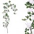 ΓΙΡΛΑΝΤΑ ΑΝΟΙΧΤΟ ΡΟΖ ΠΑΙΩΝΙΑ X12 ΑΝΘΗ - Υ240cm 100