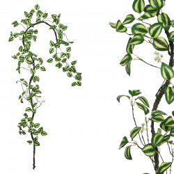 ΓΙΡΛΑΝΤΑ ΚΛΑΡΑ ΜΕ ΔΙΧΡΩΜΑ ΠΡΑΣΙΝΑ ΦΥΛΛΑ - Υ240cm 1