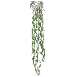 ΡΙΖΑ ΚΡΕΜΑΣΤΗ ΧΑΠΕΡΖΙΑ ΛΑΧΑΝΙ - Υ136cm 36/144ΚΙΒ