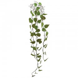 ΡΙΖΑ ΚΡΕΜΑΣΤΗ ΜΟΝΣΤΕΡΑ ΚΑΦΕ/ΠΡΑΣΙΝΟ - Y125cm 36/14