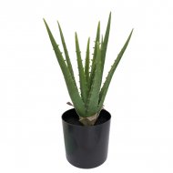 ΦΥΤΟ ΑΛΟΗ 11lvs ΣΕ ΓΛΑΣΤΡΑ L:17xH:36cm 6ΚΙΒ