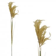ΚΛΑΔΙ ΠΑΜΠΑΣ ΚΟΝΤΟ ΚΑΦΕ - Y110cm 125/500KIB