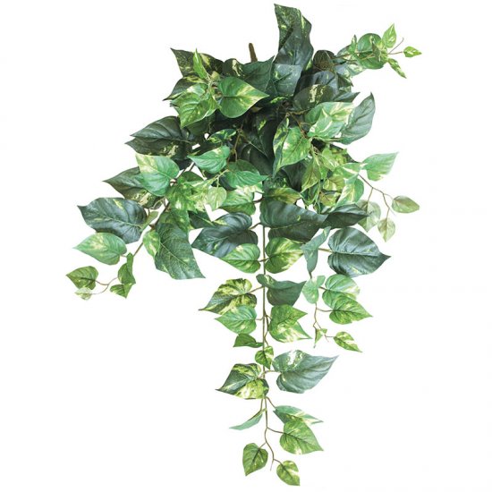 ΡΙΖΑ ΚΡΕΜΑΣΤΗ ΠΟΘΟΣ ΔΙΧΡΩΜΟΣ (138 ΦΥΛΛΑ) Υ90cm 12/ ΡΙΖΑ ΚΡΕΜΑΣΤΗ ΠΟΘΟΣ ΔΙΧΡΩΜΟΣ (138 ΦΥΛΛΑ) Υ90cm 12/