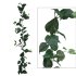 ΓΙΡΛΑΝΤΑ ΠΟΘΟΣ ΠΡΑΣΙΝΟ (122 ΦΥΛΛΑ) Y180cm. 12/72ΚΙ
