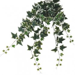 ΡΙΖΑ ΚΡΕΜΑΣΤΗ ΚΙΣΣΟΣ ΔΙΧΡΩΜΟΣ (174 ΦΥΛΛΑ) Y100cm. 
