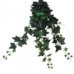 ΡΙΖΑ ΚΡΕΜΑΣΤΗ ΚΙΣΣΟΣ ΠΡΑΣΙΝΟΣ (174 ΦΥΛΛΑ) Y100cm. 