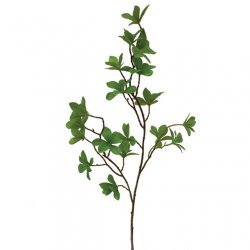 ΚΛΑΔΙ ΚΑΦΕ ΜΕ ΠΡΑΣΙΝΑ ΦΥΛΛΑ Y70cm. 36/360KIB