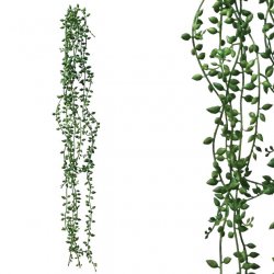 ΡΙΖΑ ΚΡΕΜΑΣΤΗ ΚΑΡΠΟΣ ΠΑΧΥΦΥΤΟ ΠΡΑΣΙΝΟ 15x57/87cm 6