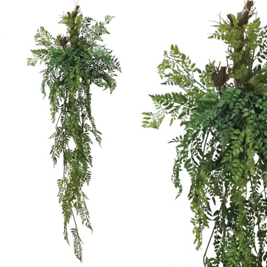 ΡΙΖΑ ΚΡΕΜΑΣΤΗ ΦΤΕΡΗ ΣΕ ΚΟΡΜΟ ΜΕ ΒΡΥΑ - Υ165cm 8/KI