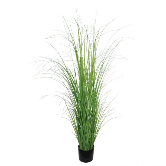 ΘΑΜΝΟΣ ΓΚΡΑΣΣ ΚΡΕΜΜΥΔΙΟΥ ΣΕ ΓΛΑΣΤΡΑ - Υ152cm 2/KΙΒ ΘΑΜΝΟΣ ΓΚΡΑΣΣ ΚΡΕΜΜΥΔΙΟΥ ΣΕ ΓΛΑΣΤΡΑ - Υ152cm 2/KΙΒ