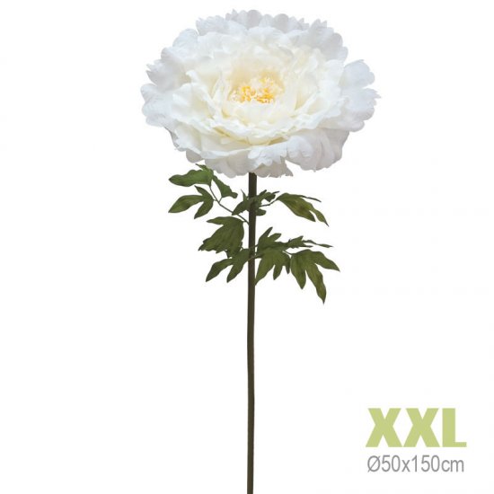 ΚΛΑΔΙ ΠΑΙΩΝΙΑ ΕΚΡΟΥ ΓΙΓΑΣ XXL - Φ50x150cm 8/KIB ΚΛΑΔΙ ΠΑΙΩΝΙΑ ΕΚΡΟΥ ΓΙΓΑΣ XXL - Φ50x150cm 8/KIB