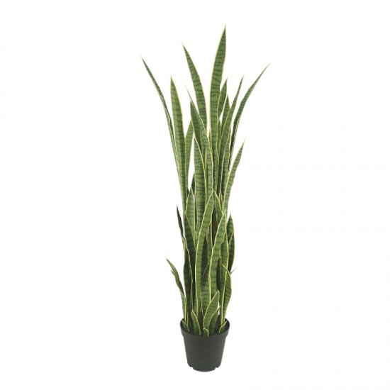 ΔΕΝΤΡΟ ΣΑΝΣEΒIΕΡΙΑ ΠΡΑΣΙΝΟ ΣΕ ΚΑΣΠΩ - Υ155cm 1/2ΚΙ