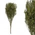 ΚΛΑΔΙ ΠΡΑΣΙΝΟ ΛΕΙΜΩΝΙΟ ΑΠΟΞΗΡΑΜΕΝΟ 3~5 ΤΜΧ/ΜΑΤΣΟ Υ