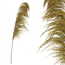 ΚΛΑΔΙ ΧΡΥΣΟ ΠΑΜΠΑΣ ΑΠΟΞΗΡΑΜΕΝΟ 1TMX Υ145~150cm,70~