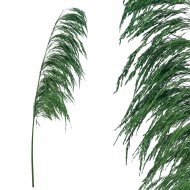 ΚΛΑΔΙ ΠΡΑΣΙΝΟ ΠΑΜΠΑΣ ΑΠΟΞΗΡΑΜΕΝΟ 1TMX Υ145~150cm,7