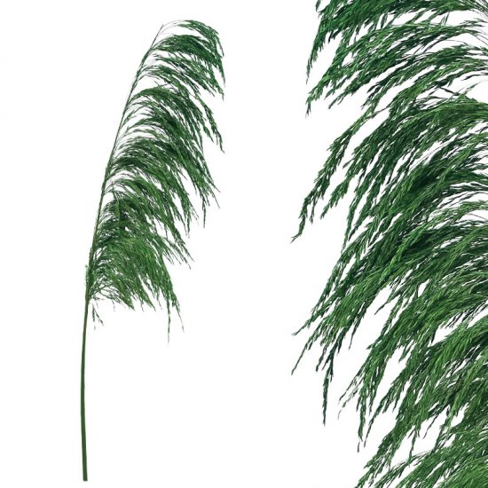 ΚΛΑΔΙ ΠΡΑΣΙΝΟ ΠΑΜΠΑΣ ΑΠΟΞΗΡΑΜΕΝΟ 1TMX Υ145~150cm,7