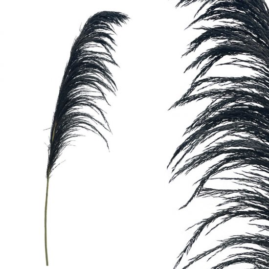 ΚΛΑΔΙ ΜΑΥΡΟ ΠΑΜΠΑΣ ΑΠΟΞΗΡΑΜΕΝΟ 1TMX Υ145~150cm,70~