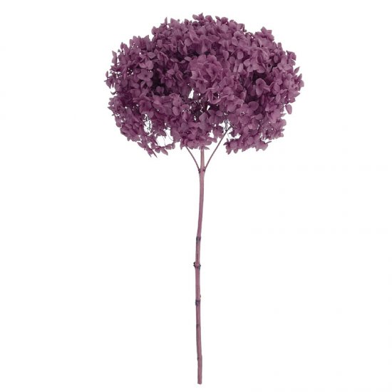 ΚΛΑΔΙ ΛΙΛΑ ΟΡΤΑΝΣΙΑ ΑΠΟΞΗΡΑΜΕΝΟ 1~2TMX/ΜΑΤΣΟ Φ25~2