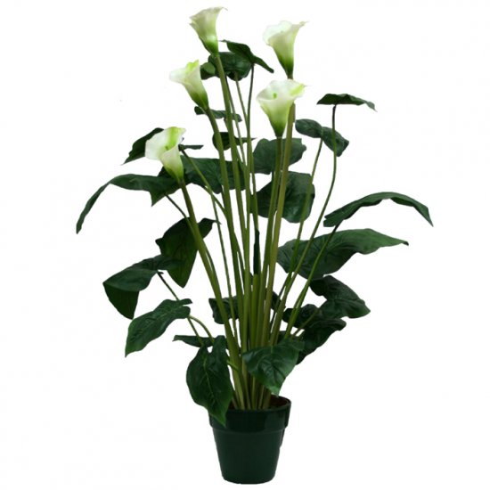 ΔΕΝΤΡΟ ΚΑΛΛΑΣ ΣΕ ΓΛΑΣΤΡΑ Y95cm. 4/KIB ΔΕΝΤΡΟ ΚΑΛΛΑΣ ΣΕ ΓΛΑΣΤΡΑ Y95cm. 4/KIB