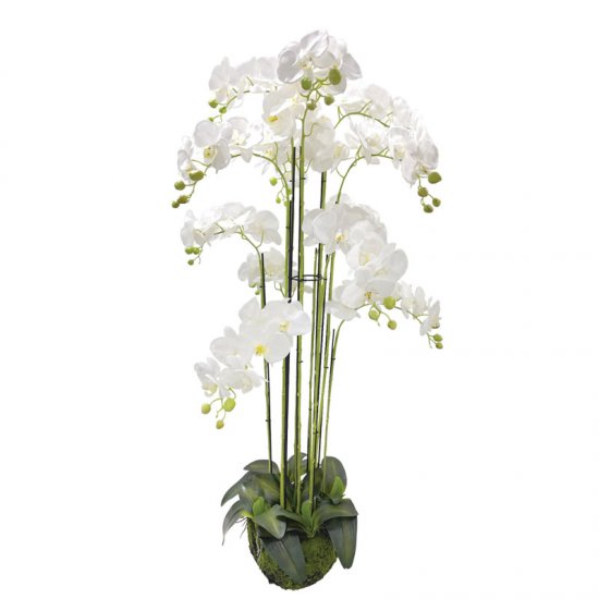ΦΥΤΟ ΟΡΧΙΔΕΑ ΛΕΥΚΟ ΑΝΘΗ REAL TOUCH - Υ135cm 1/ΚΙΒ ΦΥΤΟ ΟΡΧΙΔΕΑ ΛΕΥΚΟ ΑΝΘΗ REAL TOUCH - Υ135cm 1/ΚΙΒ