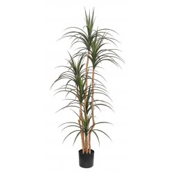 DRACAENA  NP_325_180  ΥΨΟΣ 180cm 