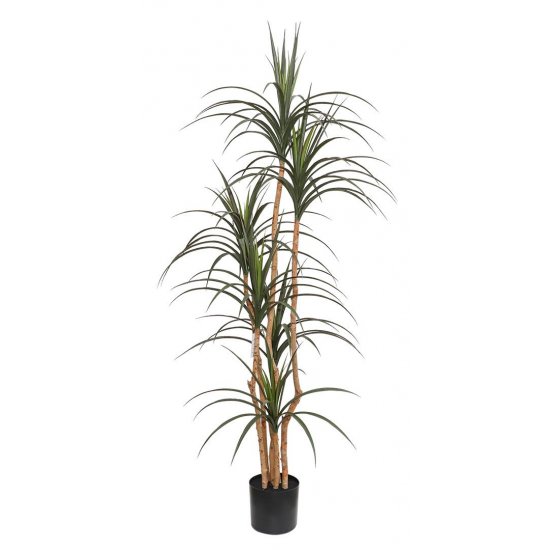 DRACAENA  NP_325_180  ΥΨΟΣ 180cm 