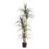 DRACAENA  NP_325_180  ΥΨΟΣ 180cm 
