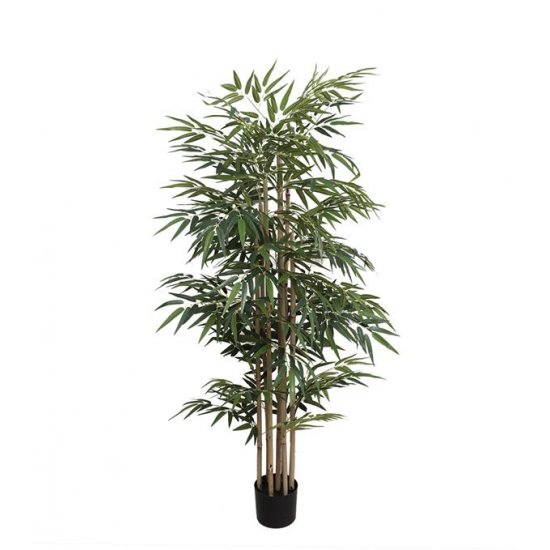 BAMBOO  NP824_153  ΥΨΟΣ 153cm 