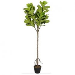 Supergreens Τεχνητό Δέντρο Φίκος Λυράτα Supergreens Τεχνητό Δέντρο Φίκος Λυράτα