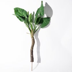Supergreens Τεχνητή Χωνευτή Μπανανιά Πράσινη 190 ε