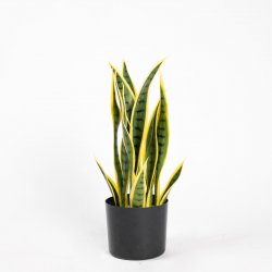 Supergreens Τεχνητό Φυτό Σανσεβιέρα Trifasciata Πρ Supergreens Τεχνητό Φυτό Σανσεβιέρα Trifasciata Πρ