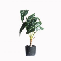 Supergreens Τεχνητό Φυτό Αλοκάσια Πράσινο 60 εκ. Supergreens Τεχνητό Φυτό Αλοκάσια Πράσινο 60 εκ.