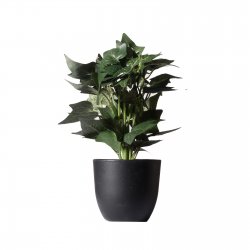 Supergreens Τεχνητό Φυτό Κισσός Silver Πράσινο 30 