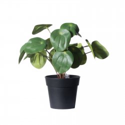 Supergreens Τεχνητό Φυτό Πεπερόμια Abbreviata Πράσ Supergreens Τεχνητό Φυτό Πεπερόμια Abbreviata Πράσ