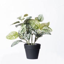 Supergreens Τεχνητό Φυτό Πόλκα Πράσινο 21 εκ. Supergreens Τεχνητό Φυτό Πόλκα Πράσινο 21 εκ.
