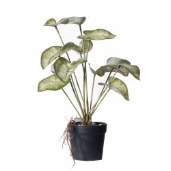 Supergreens Τεχνητό Φυτό Καλάδιο Candidum 