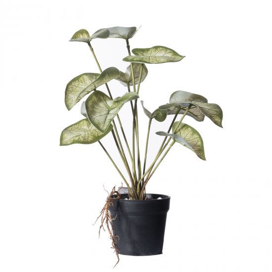 Supergreens Τεχνητό Φυτό Καλάδιο Candidum Supergreens Τεχνητό Φυτό Καλάδιο Candidum