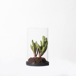 Supergreens Τεχνητό Φυτό Κρασούλα ''Skinny Fingers