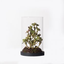 Supergreens Τεχνητό Φυτό Σέντουμ Cauticola Πράσινο Supergreens Τεχνητό Φυτό Σέντουμ Cauticola Πράσινο