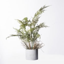 Supergreens Τεχνητό Φυτό Σπαράγγι Setaceus Πράσινο Supergreens Τεχνητό Φυτό Σπαράγγι Setaceus Πράσινο