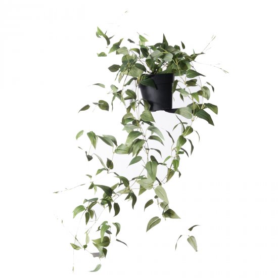 Supergreens Τεχνητό Φυτό Πόθος Green Queen Πράσινο Supergreens Τεχνητό Φυτό Πόθος Green Queen Πράσινο