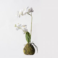 Supergreens Τεχνητό Φυτό Ορχιδέα Phalaenopsis Real Supergreens Τεχνητό Φυτό Ορχιδέα Phalaenopsis Real