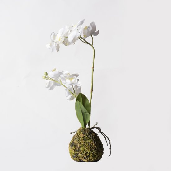 Supergreens Τεχνητό Φυτό Ορχιδέα Phalaenopsis Real Supergreens Τεχνητό Φυτό Ορχιδέα Phalaenopsis Real